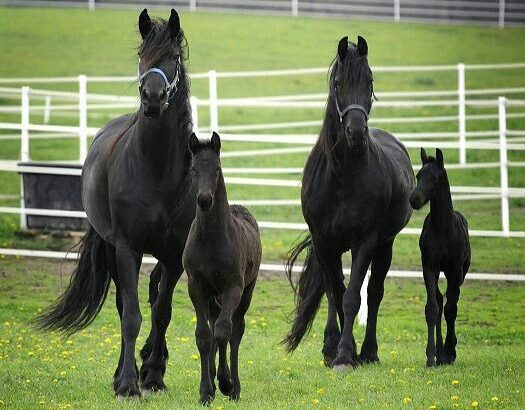 اسماء الخيل على حسب العمر