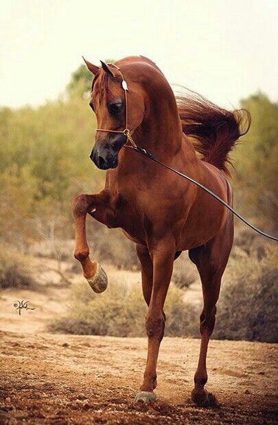 فحل - اسماء الخيل على حسب العمر