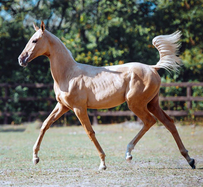 فلو - اسماء الخيل على حسب العمر