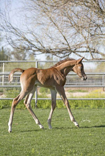 مهر - اسماء الخيل على حسب العمر