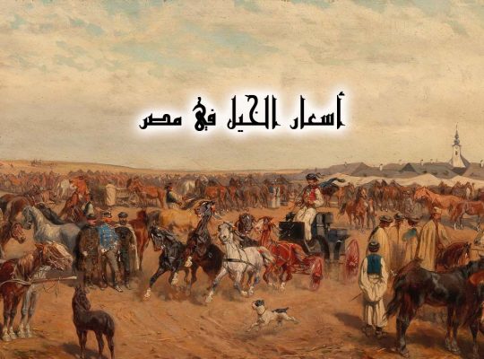 اسعار الخيل في مصر