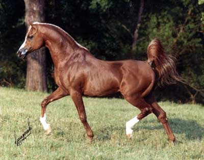 الحصان بدرون Padron - اغلى حصان عربي اصيل في التاريخ - موقع خيل مصر