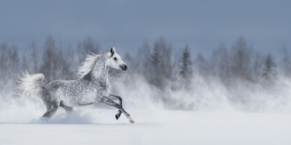 تدفئة الخيل في الشتاء - موقع خيل مصر